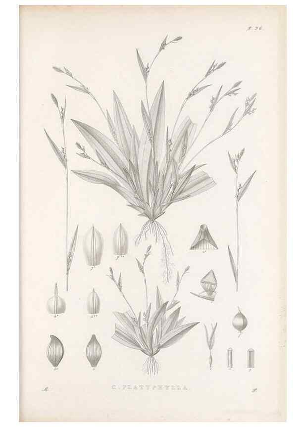 Reproducción/Reproduction 48682901521: Illustrations of the genus Carex. London :William Pamplin,1858-1867.. 