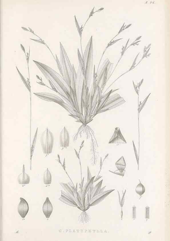 Reproducción/Reproduction 48682901521: Illustrations of the genus Carex. London :William Pamplin,1858-1867.. 