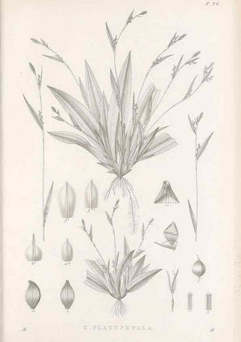 Reproducción/Reproduction 48682901521: Illustrations of the genus Carex. London :William Pamplin,1858-1867.. 