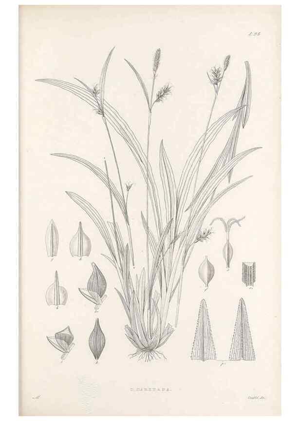 Reproducción/Reproduction 48682560998: Illustrations of the genus Carex. London :William Pamplin,1858-1867.. 