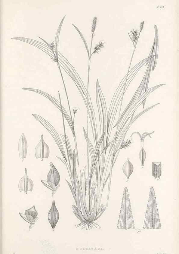 Reproducción/Reproduction 48682560998: Illustrations of the genus Carex. London :William Pamplin,1858-1867.. 