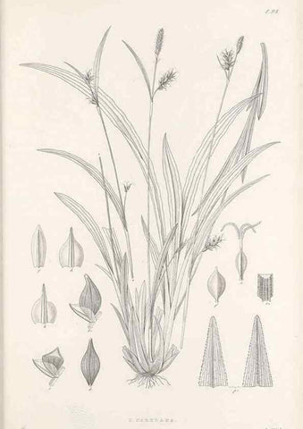 Reproducción/Reproduction 48682560998: Illustrations of the genus Carex. London :William Pamplin,1858-1867.. 