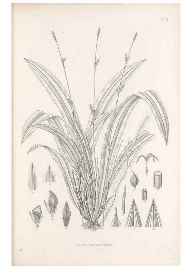 Reproducción/Reproduction 48682560733: Illustrations of the genus Carex. London :William Pamplin,1858-1867.. 
