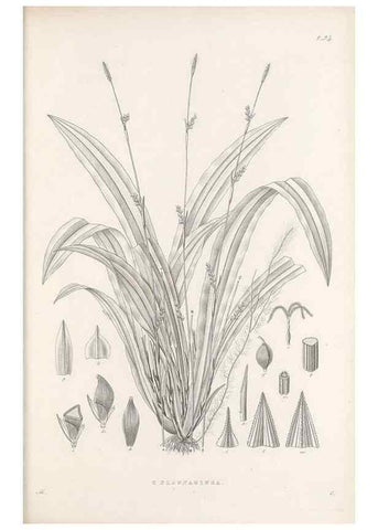 Reproducción/Reproduction 48682560733: Illustrations of the genus Carex. London :William Pamplin,1858-1867.. 