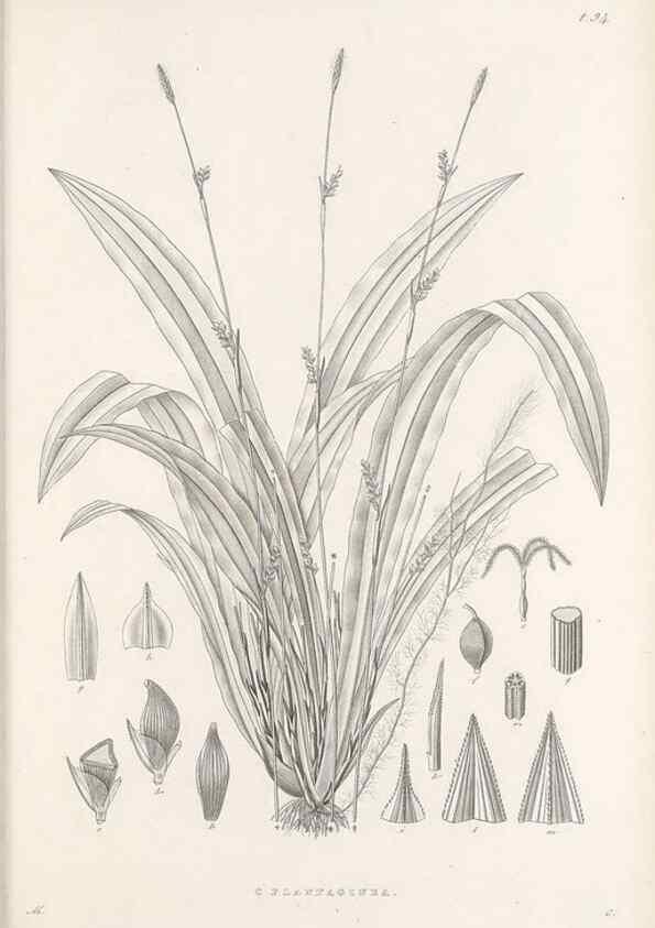 Reproducción/Reproduction 48682560733: Illustrations of the genus Carex. London :William Pamplin,1858-1867.. 