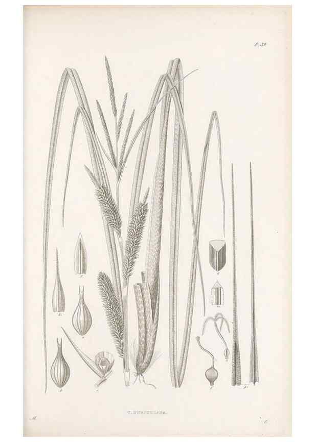 Reproducción/Reproduction 48683058252: Illustrations of the genus Carex. London :William Pamplin,1858-1867.. 