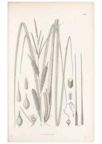 Reproducción/Reproduction 48683058252: Illustrations of the genus Carex. London :William Pamplin,1858-1867.. 
