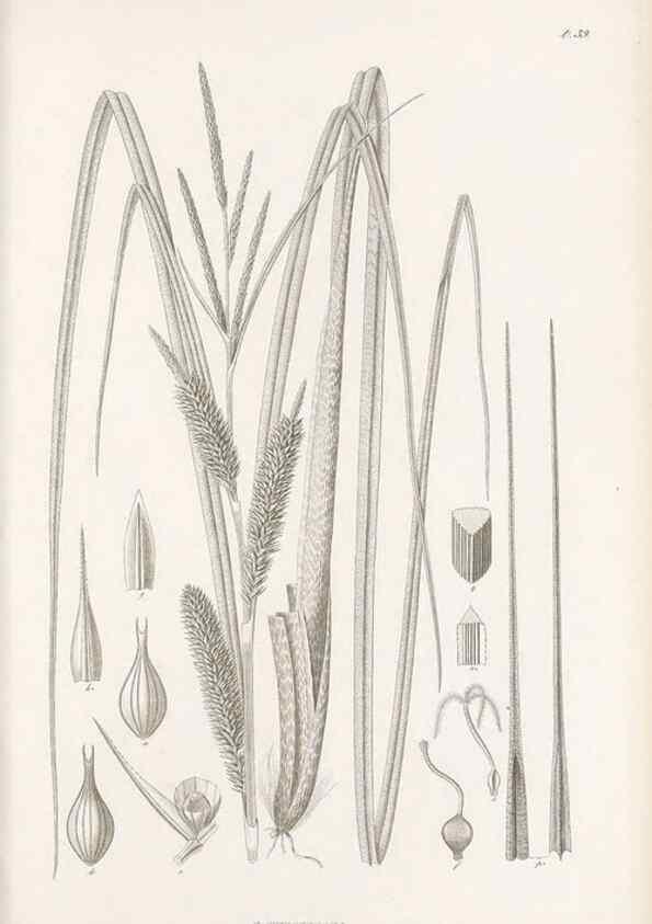 Reproducción/Reproduction 48683058252: Illustrations of the genus Carex. London :William Pamplin,1858-1867.. 