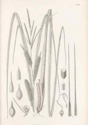 Reproducción/Reproduction 48683058252: Illustrations of the genus Carex. London :William Pamplin,1858-1867.. 