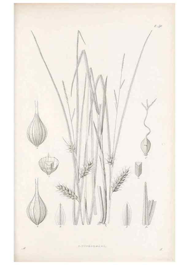 Reproducción/Reproduction 48683058482: Illustrations of the genus Carex. London :William Pamplin,1858-1867.. 