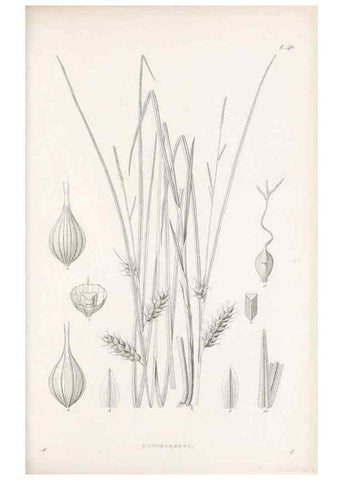 Reproducción/Reproduction 48683058482: Illustrations of the genus Carex. London :William Pamplin,1858-1867.. 