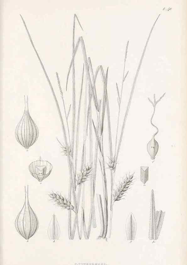 Reproducción/Reproduction 48683058482: Illustrations of the genus Carex. London :William Pamplin,1858-1867.. 