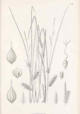 Reproducción/Reproduction 48683058482: Illustrations of the genus Carex. London :William Pamplin,1858-1867.. 