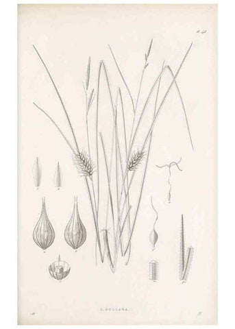Reproducción/Reproduction 48682543898: Illustrations of the genus Carex. London :William Pamplin,1858-1867.. 
