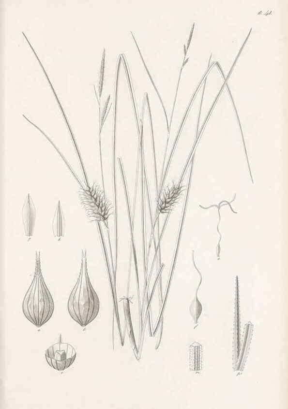Reproducción/Reproduction 48682543898: Illustrations of the genus Carex. London :William Pamplin,1858-1867.. 
