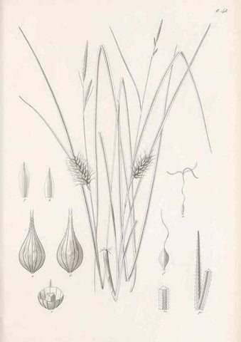 Reproducción/Reproduction 48682543898: Illustrations of the genus Carex. London :William Pamplin,1858-1867.. 