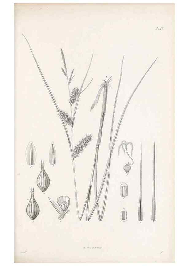 Reproducción/Reproduction 48682544133: Illustrations of the genus Carex. London :William Pamplin,1858-1867.. 