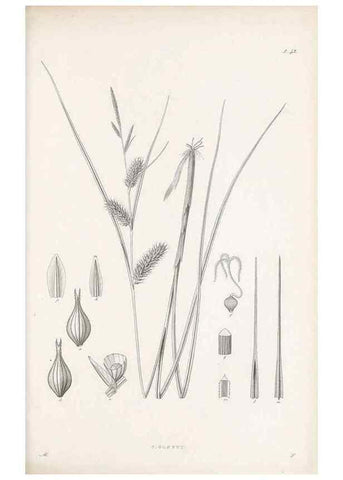 Reproducción/Reproduction 48682544133: Illustrations of the genus Carex. London :William Pamplin,1858-1867.. 