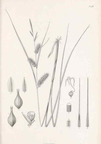 Reproducción/Reproduction 48682544133: Illustrations of the genus Carex. London :William Pamplin,1858-1867.. 