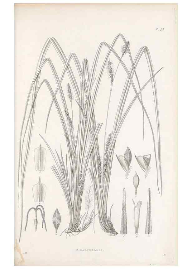Reproducción/Reproduction 48682544413: Illustrations of the genus Carex. London :William Pamplin,1858-1867.. 