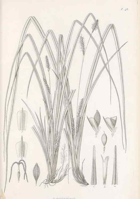 Reproducción/Reproduction 48682544413: Illustrations of the genus Carex. London :William Pamplin,1858-1867.. 