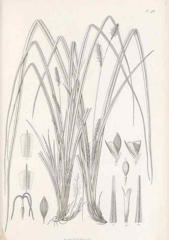 Reproducción/Reproduction 48682544413: Illustrations of the genus Carex. London :William Pamplin,1858-1867.. 