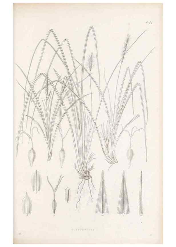 Reproducción/Reproduction 48682544683: Illustrations of the genus Carex. London :William Pamplin,1858-1867.. 