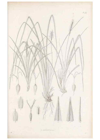 Reproducción/Reproduction 48682544683: Illustrations of the genus Carex. London :William Pamplin,1858-1867.. 