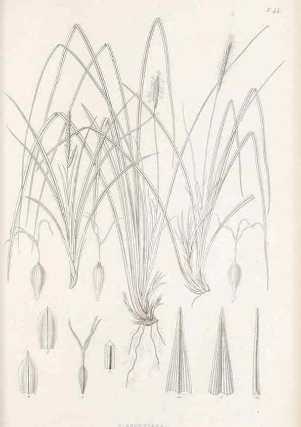 Reproducción/Reproduction 48682544683: Illustrations of the genus Carex. London :William Pamplin,1858-1867.. 