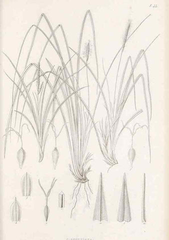 Reproducción/Reproduction 48682544683: Illustrations of the genus Carex. London :William Pamplin,1858-1867.. 