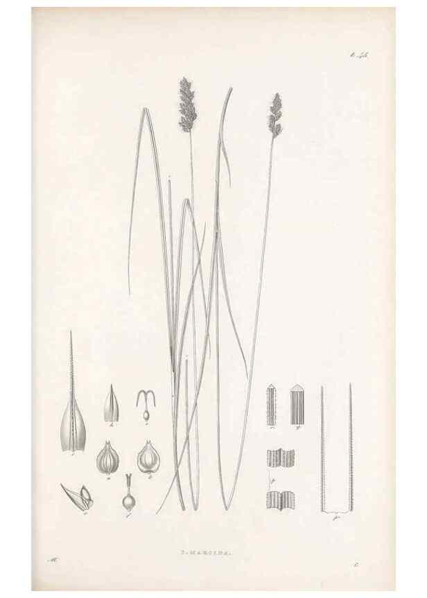 Reproducción/Reproduction 48682885446: Illustrations of the genus Carex. London :William Pamplin,1858-1867.. 