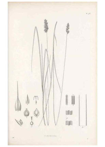 Reproducción/Reproduction 48682885446: Illustrations of the genus Carex. London :William Pamplin,1858-1867.. 