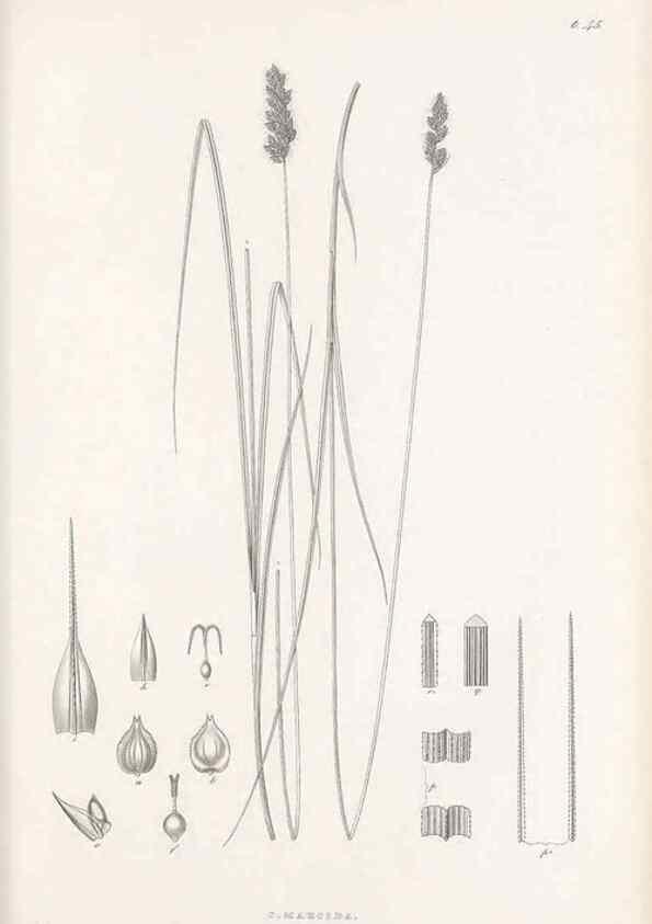 Reproducción/Reproduction 48682885446: Illustrations of the genus Carex. London :William Pamplin,1858-1867.. 