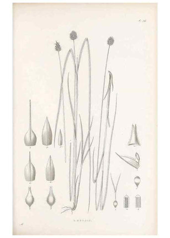 Reproducción/Reproduction 48682885721: Illustrations of the genus Carex. London :William Pamplin,1858-1867.. 