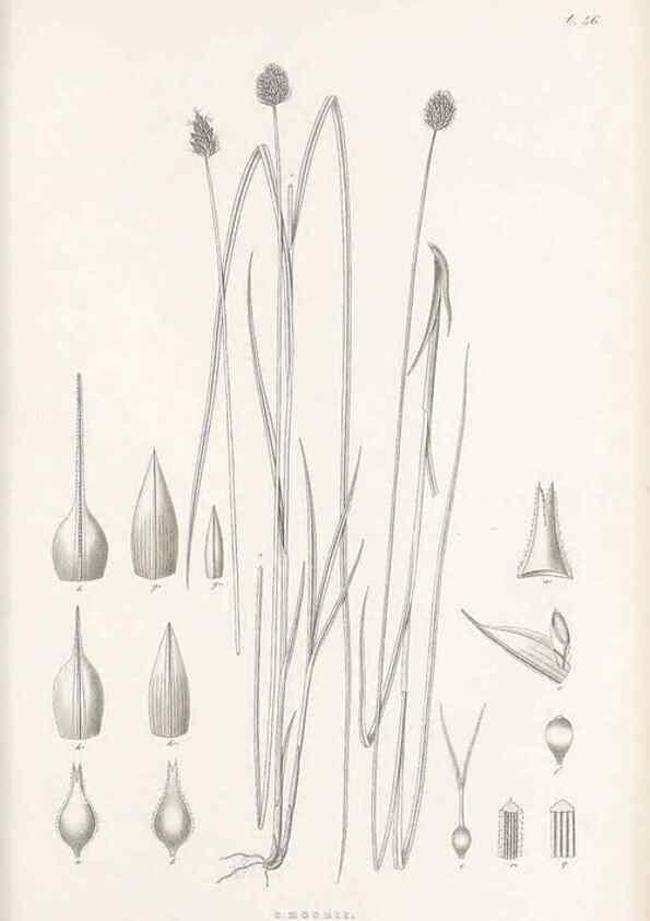 Reproducción/Reproduction 48682885721: Illustrations of the genus Carex. London :William Pamplin,1858-1867.. 