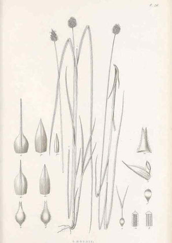 Reproducción/Reproduction 48682885721: Illustrations of the genus Carex. London :William Pamplin,1858-1867.. 