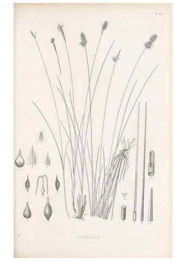 Reproducción/Reproduction 48683060402: Illustrations of the genus Carex. London :William Pamplin,1858-1867.. 