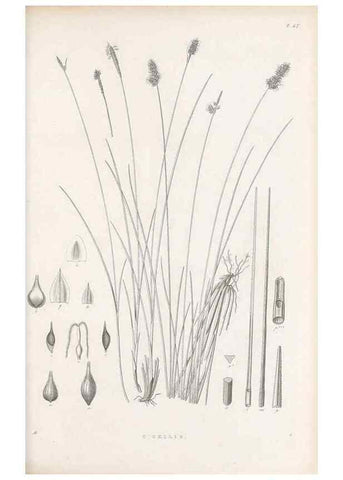 Reproducción/Reproduction 48683060402: Illustrations of the genus Carex. London :William Pamplin,1858-1867.. 