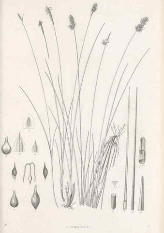 Reproducción/Reproduction 48683060402: Illustrations of the genus Carex. London :William Pamplin,1858-1867.. 