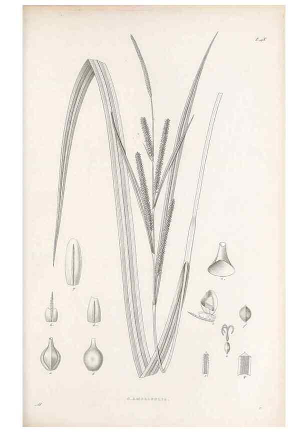 Reproducción/Reproduction 48682545863: Illustrations of the genus Carex. London :William Pamplin,1858-1867.. 