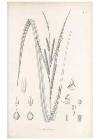 Reproducción/Reproduction 48682545863: Illustrations of the genus Carex. London :William Pamplin,1858-1867.. 