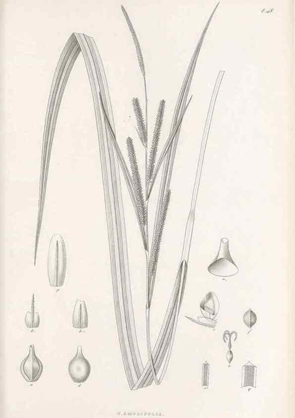 Reproducción/Reproduction 48682545863: Illustrations of the genus Carex. London :William Pamplin,1858-1867.. 