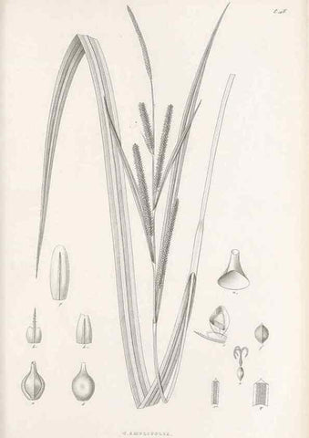 Reproducción/Reproduction 48682545863: Illustrations of the genus Carex. London :William Pamplin,1858-1867.. 