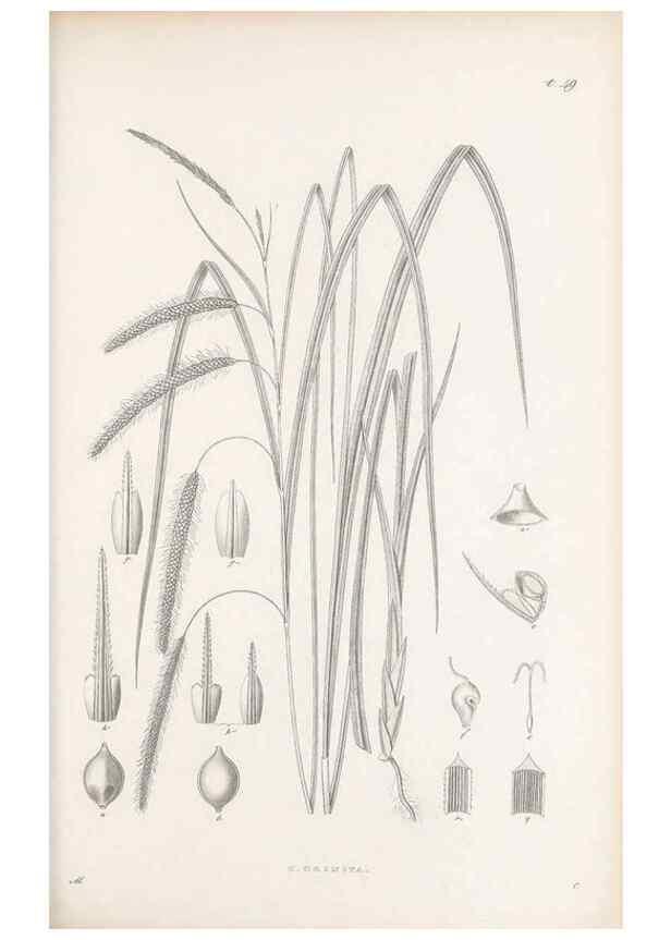 Reproducción/Reproduction 48682546148: Illustrations of the genus Carex. London :William Pamplin,1858-1867.. 