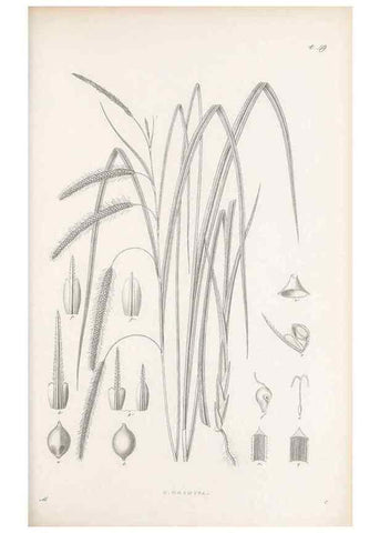Reproducción/Reproduction 48682546148: Illustrations of the genus Carex. London :William Pamplin,1858-1867.. 