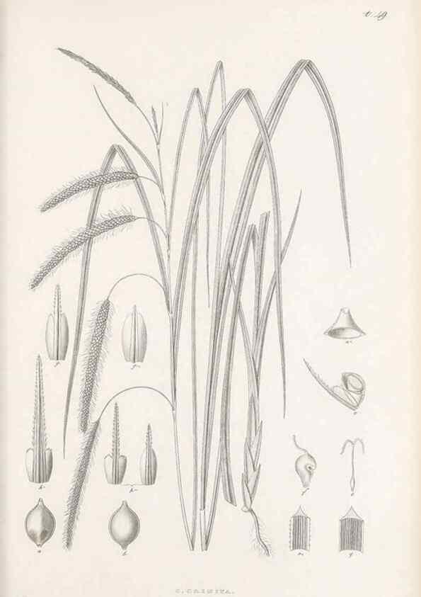 Reproducción/Reproduction 48682546148: Illustrations of the genus Carex. London :William Pamplin,1858-1867.. 