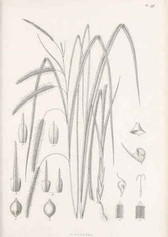 Reproducción/Reproduction 48682546148: Illustrations of the genus Carex. London :William Pamplin,1858-1867.. 