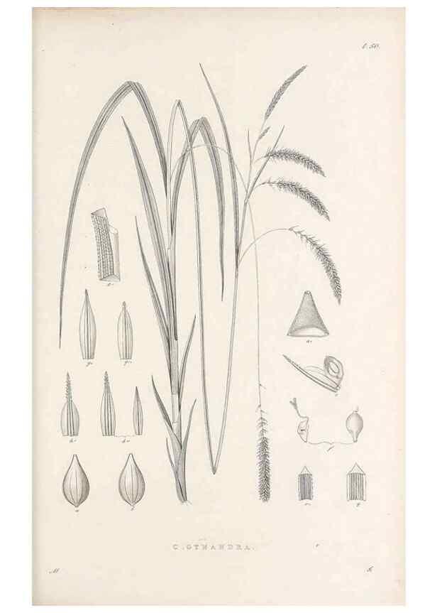 Reproducción/Reproduction 48682886731: Illustrations of the genus Carex. London :William Pamplin,1858-1867.. 