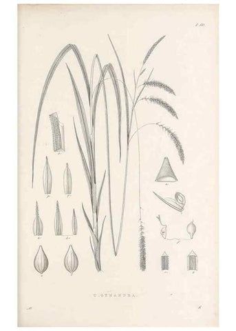 Reproducción/Reproduction 48682886731: Illustrations of the genus Carex. London :William Pamplin,1858-1867.. 