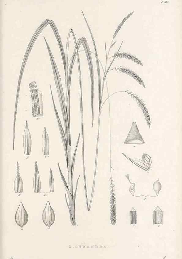 Reproducción/Reproduction 48682886731: Illustrations of the genus Carex. London :William Pamplin,1858-1867.. 